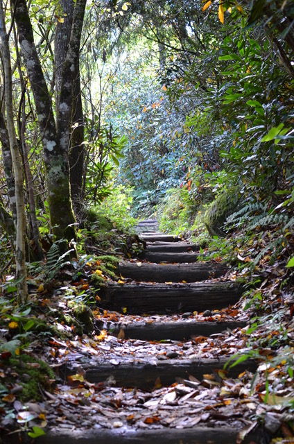 woodland stairs